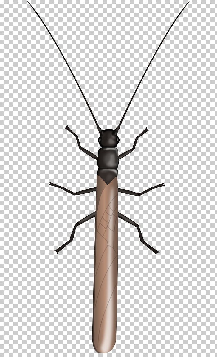 Longhorn Beetle Line Insect PNG, Clipart, Animals, Arthropod, Beetle, Fly, Gryllotalpa Brachyptera Free PNG Download