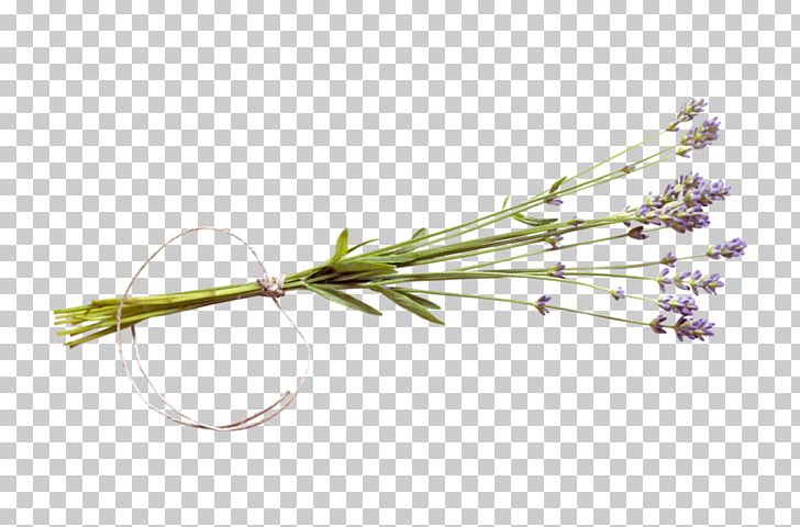 Twig Plant Stem Flower Lavender PNG, Clipart, Branch, Flower, Grass, Lavande, Lavender Free PNG Download