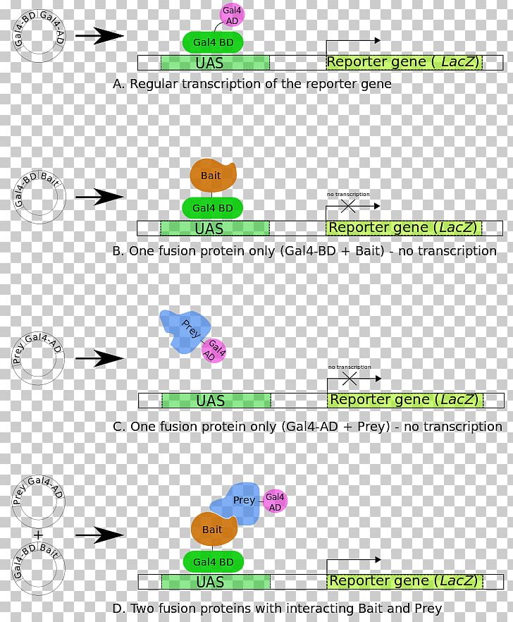 Two-hybrid Screening Reporter Gene Transcription Factor Protein Domain PNG, Clipart, Area, Betagalactosidase, Diagram, Dnabinding Domain, Dnabinding Protein Free PNG Download