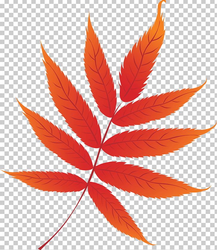 Autumn Leaf Color PNG, Clipart, Autumn, Autumn Leaf Color, Color, Graphic Arts, Leaf Free PNG Download
