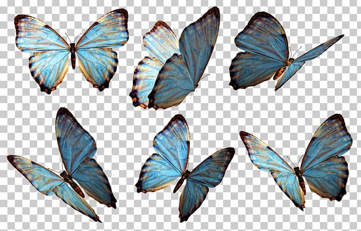 Butterflies Group Blue PNG, Clipart, Animals, Butterflies, Insects Free PNG Download