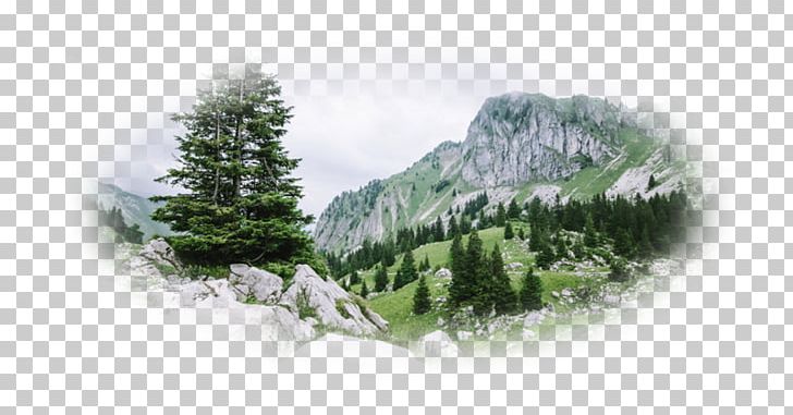 Desktop 4K Resolution Ultra-high-definition Television PNG, Clipart, 4k Resolution, Biome, Computer, Conifer, Dag Free PNG Download