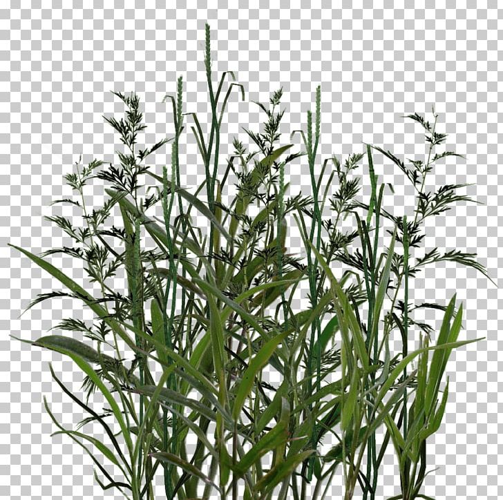 RAR Photography PNG, Clipart, Commodity, Download, Grass, Grass Family, Herb Free PNG Download