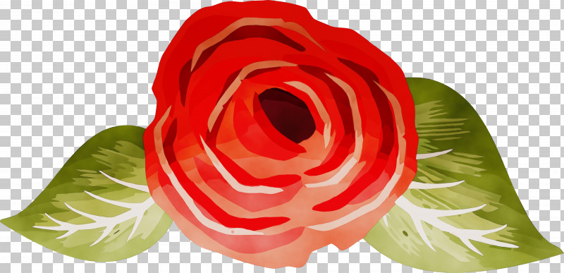Garden Roses PNG, Clipart, Flower, Garden Roses, Paint, Persian Buttercup, Petal Free PNG Download