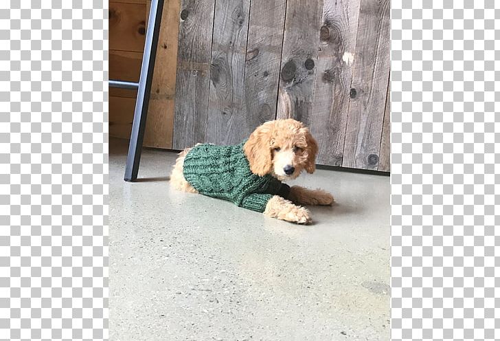 Cockapoo Puppy Dog Breed Companion Dog PNG, Clipart, Animals, Aran Jumper, Breed, Carnivoran, Cockapoo Free PNG Download