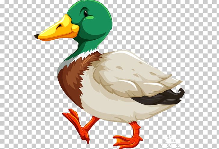 Duck Mallard PNG, Clipart, Animals, Beak, Bird, Depositphotos, Duck Free PNG Download