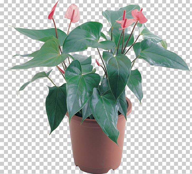 Flowerpot Houseplant PNG, Clipart, Aloe, Bedding, Flower, Flowerpot, Fotosearch Free PNG Download