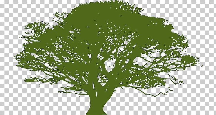 Graphics Open Tree PNG, Clipart, Branch, Computer Icons, Crown, Drawing, Grass Free PNG Download