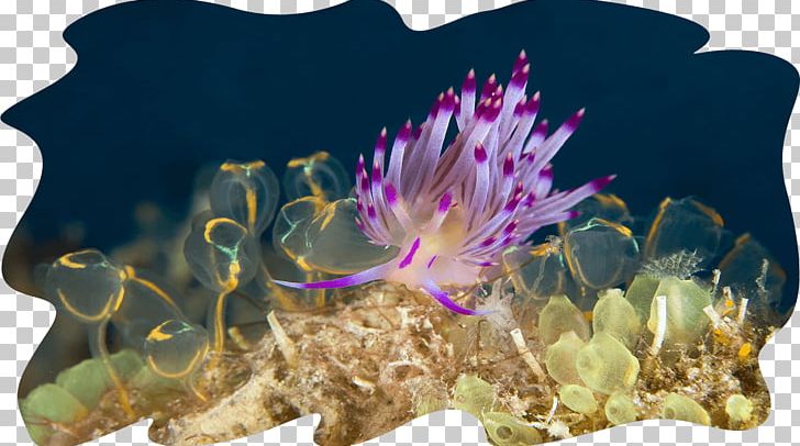 Sipadan-Mabul Resort Underwater Diving Muck Diving PNG, Clipart, Aquanaut, Cactus, Coast, Coral, Flower Free PNG Download