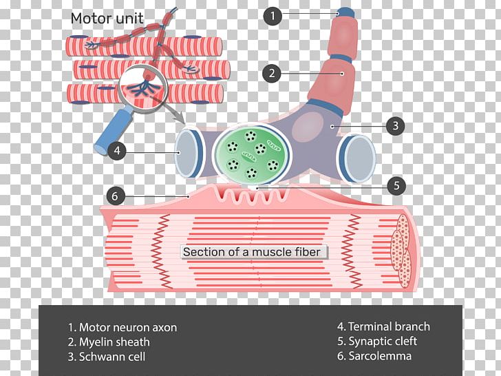The Neuromuscular Junction Motor Unit Anatomy Muscle PNG, Clipart, Anatomy, Area, Axon, Brand, Communication Free PNG Download