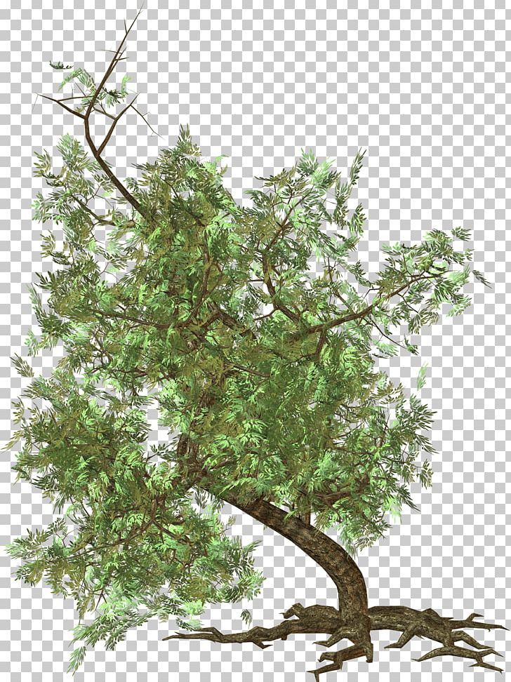 Tree Rendering PNG, Clipart, Bild, Bonsai, Branch, Computer Icons, Fotografie Free PNG Download