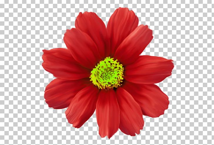 Chrysanthemum Flower Red Common Daisy Plant PNG, Clipart, Annual Plant, Chrysanths, Color, Coneflower, Cut Flowers Free PNG Download