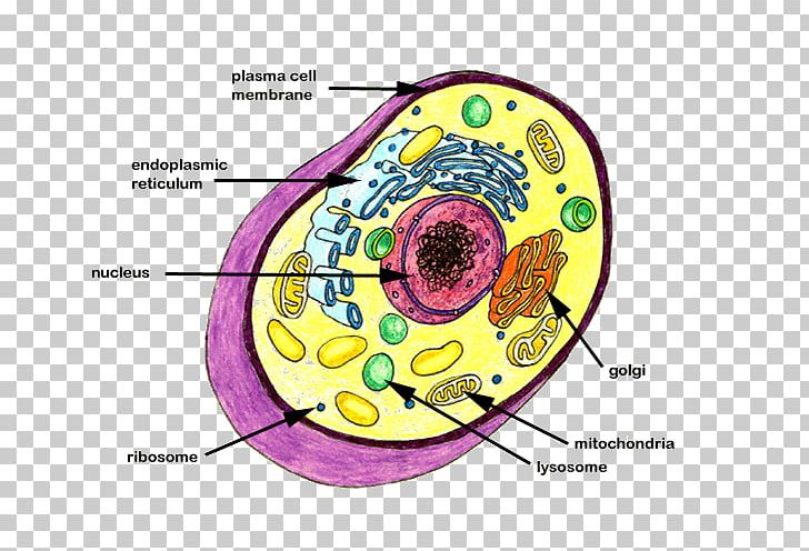 cell wall animal cell
