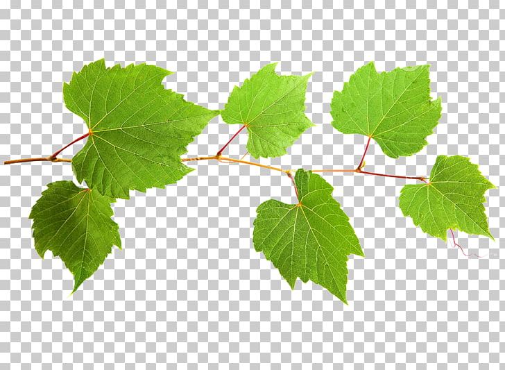 Grape Twig Plant Stem Leaf PNG, Clipart, Backdrop, Branch, Fruit Nut, Grape, Grape Leaves Free PNG Download