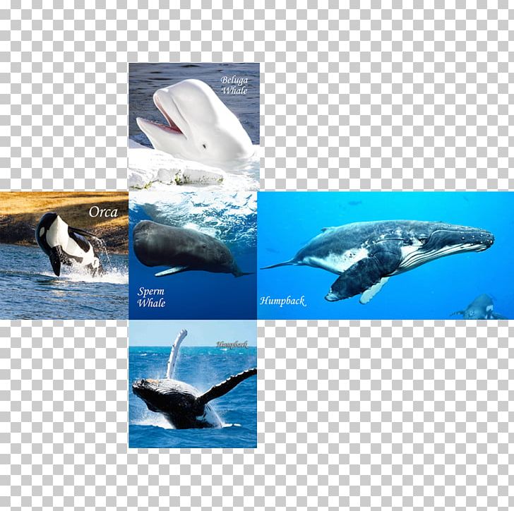 Wholphin Whales And Dolphins Of Aotearoa New Zealand Cetacea IPhone 6 Marine Biology PNG, Clipart, Biology, Cafepress, Cetacea, Dolphin, Fauna Free PNG Download