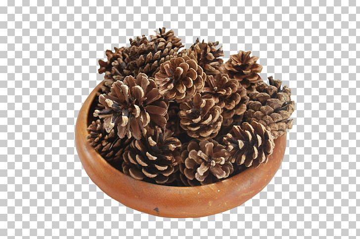 Conifer Cone Tree Pine Shrub Christmas PNG, Clipart, Artificial Christmas Tree, Bag, Basket, Chocolate, Christmas Free PNG Download