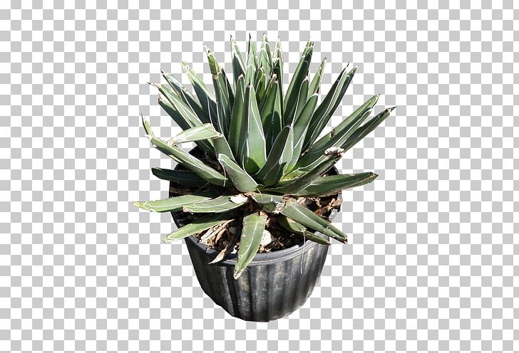 Agave Azul Succulent Plant Agave Angustifolia Agave Potatorum Agave Nectar PNG, Clipart, Agave, Agave Angustifolia, Agave Azul, Agave Nectar, Agave Potatorum Free PNG Download