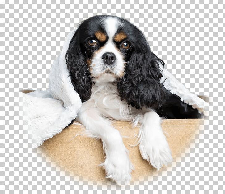 Cavalier King Charles Spaniel Puppy DOG SALON LULUNCHI/ドッグサロンルルンチ Dog Breed PNG, Clipart, Animals, Breed, Carnivoran, Cavalier King Charles Spaniel, Claw Free PNG Download