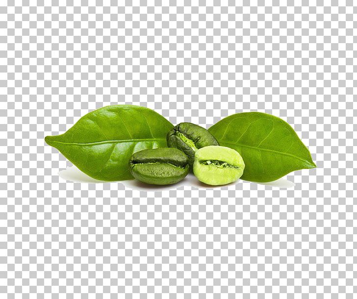 Green Coffee Extract Coffee Bean Espresso PNG, Clipart, Basil, Cafection Enterprises Inc, Coffee, Coffee Bean, Coffeemaker Free PNG Download