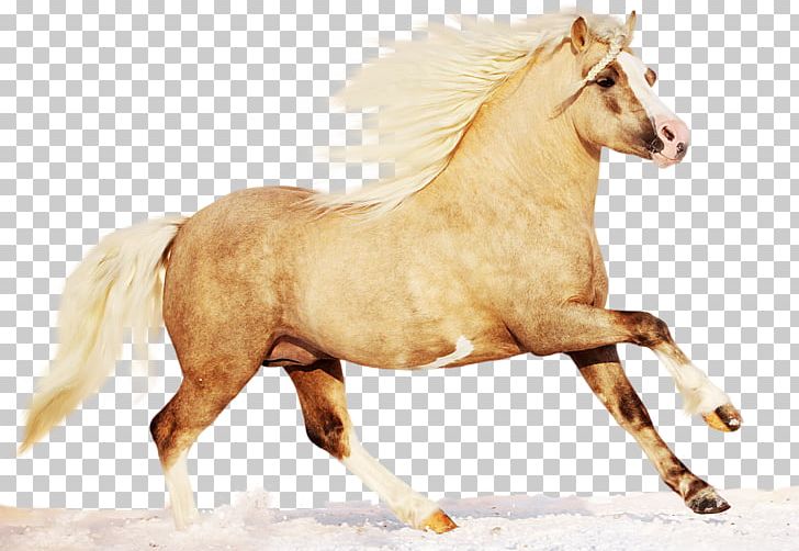 Welsh Mountain Pony Welsh Pony And Cob Welsh Pony Of Cob Type PNG, Clipart, Animal, Bridle, Cob, Desktop Wallpaper, Horse Free PNG Download