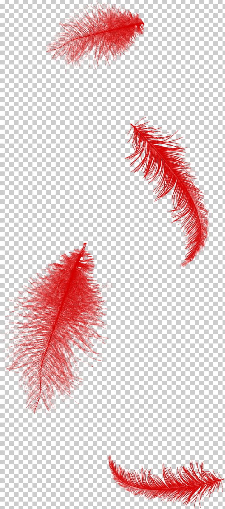Feather Red PNG, Clipart, Animals, Beautiful, Beautiful Feathers, Blue, Clip Art Free PNG Download