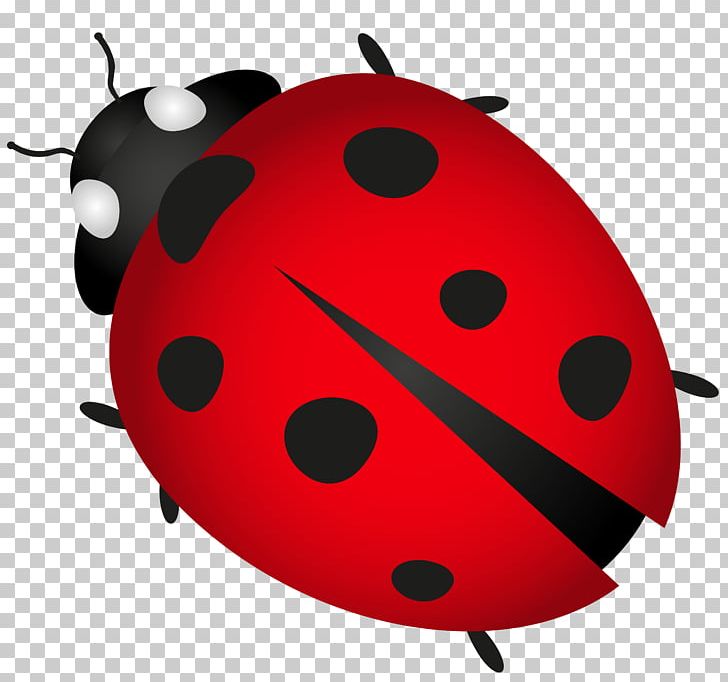 Beetle Ladybird Plagg PNG, Clipart, Animals, Beetle, Computer Icons, Drawing, Fruit Free PNG Download