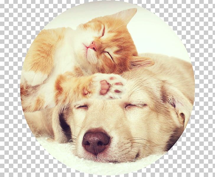 Cat Puppy Kitten Pet Beagle PNG, Clipart, Animals, Beagle, Carnivoran, Cat, Cat Like Mammal Free PNG Download