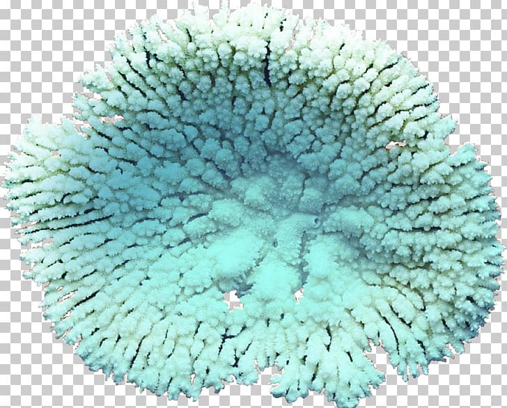 Coral Algae PNG, Clipart, Albom, Algae, Aqua, Clip Art, Computer Icons Free PNG Download