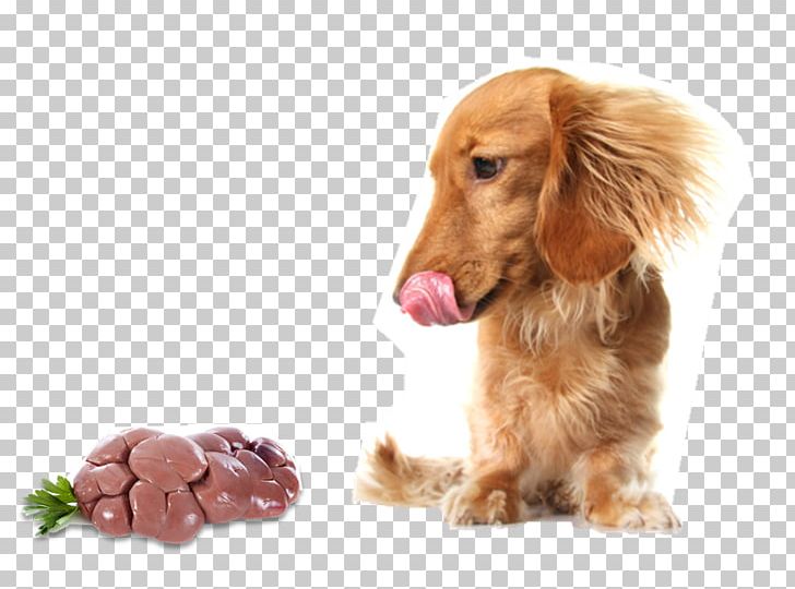 Raw Foodism Dog Food Cat Raw Feeding PNG, Clipart, Animals, Carnivoran, Cat, Companion Dog, Dachshund Free PNG Download