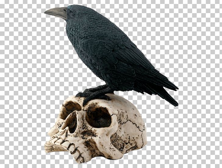The Raven Bird Human Skull Symbolism Skeleton PNG, Clipart, Animals, Beak, Bird, Bone, Collectable Free PNG Download