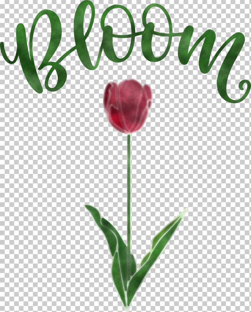 Bloom Spring Flower PNG, Clipart, Biology, Bloom, Bud, Cut Flowers, Flower Free PNG Download