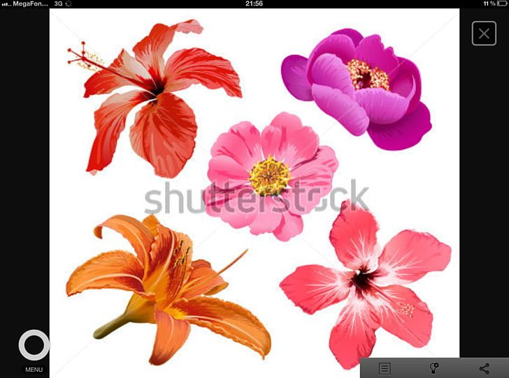 Flower Drawing PNG, Clipart, Art, Drawing, Flora, Floral Design, Flower Free PNG Download
