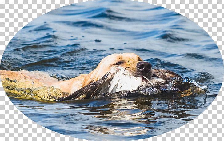 Labrador Retriever Sea Otter Service Dog Hunting PNG, Clipart, Breed, Carnivoran, Computer Monitors, Dog, Family Free PNG Download