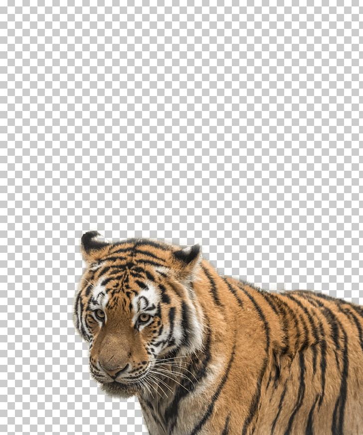 Tiger Cat Whiskers Terrestrial Animal Snout PNG, Clipart, Animal, Animals, Big Cat, Big Cats, Carnivoran Free PNG Download