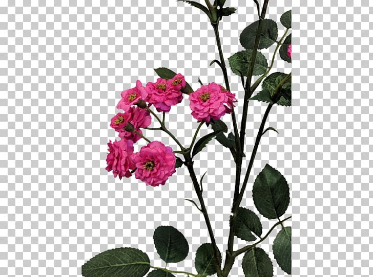 Cabbage Rose Garden Roses Cut Flowers Floral Design Petal PNG, Clipart, Annual Plant, Branch, Cut Flowers, Flora, Floral Design Free PNG Download