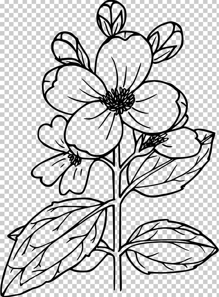 Drawing Lewis' Mock-orange PNG, Clipart,  Free PNG Download