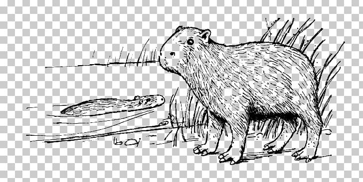 Capybara Rodent Coloring Book PNG, Clipart, Agouti, Animal Figure, Artwork, Beaver, Black And White Free PNG Download
