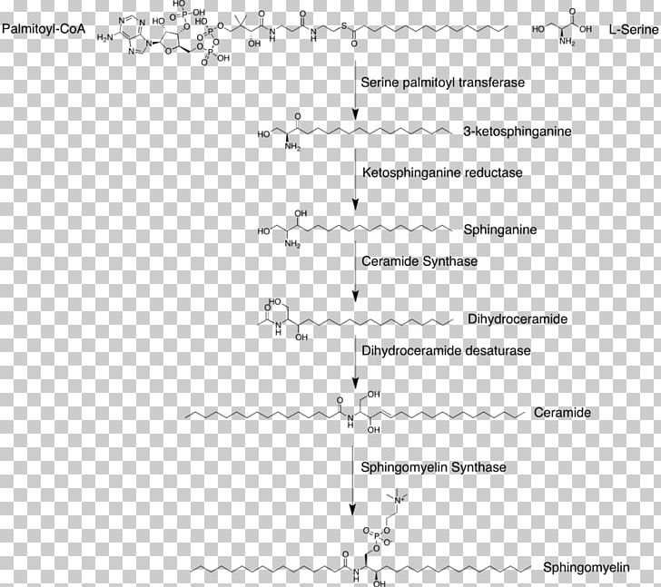 Sphingomyelin Glycosphingolipid Glycerophospholipid Globoside PNG, Clipart, Angle, Area, Black And White, Cardiolipin, Circle Free PNG Download