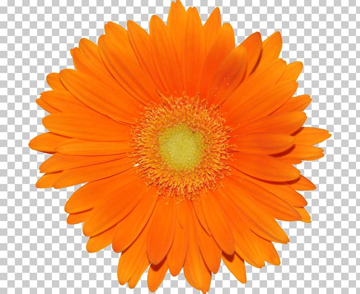 Transvaal Daisy Common Daisy Orange Drawing PNG, Clipart, Blue, Calendula, Color, Common Daisy, Daisy Family Free PNG Download