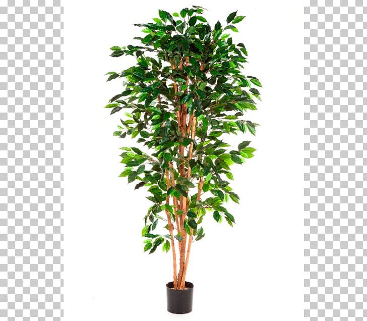 Weeping Fig Ficus Microcarpa Tree Trunk Rubber Fig PNG, Clipart, Arecaceae, Bonsai, Branch, Evergreen, Ficus Free PNG Download
