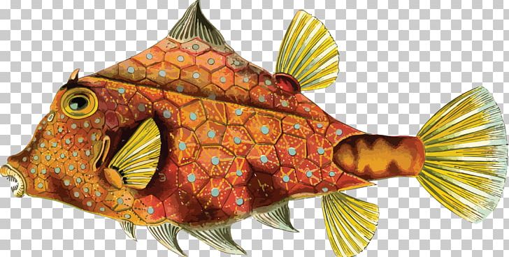Art Forms In Nature Biologist Tetrosomus Gibbosus Fish Rainbow Trout PNG, Clipart, Animals, Art Forms In Nature, Biologist, Biology, Drawing Free PNG Download