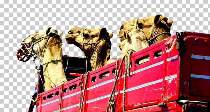 Camel Face Car Truck Vehicle PNG, Clipart, Animals, Antique Car, Camel, Camel Face, Camel Like Mammal Free PNG Download
