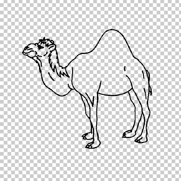Dromedary Bactrian Camel Coloring Book Child Baby Camels PNG, Clipart, Adult, Animal, Animal Figure, Arabian Camel, Baby Camels Free PNG Download