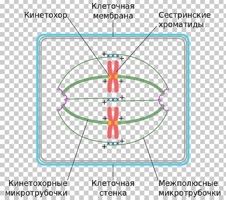 The Mitotic Spindle: Methods And Protocols Spindle Apparatus Mitosis Plant Cell PNG, Clipart, Angle, Area, Biology, Cell, Cell Division Free PNG Download