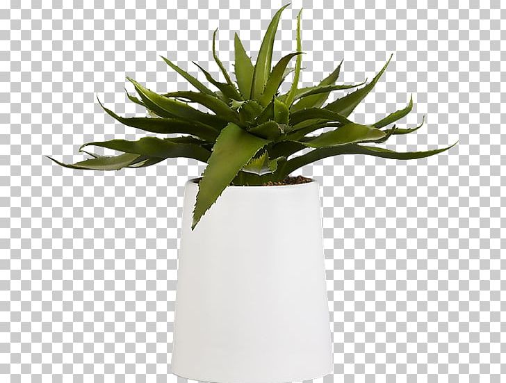 Aloe Vera Succulent Plant Houseplant Indoor Plants PNG, Clipart,  Free PNG Download