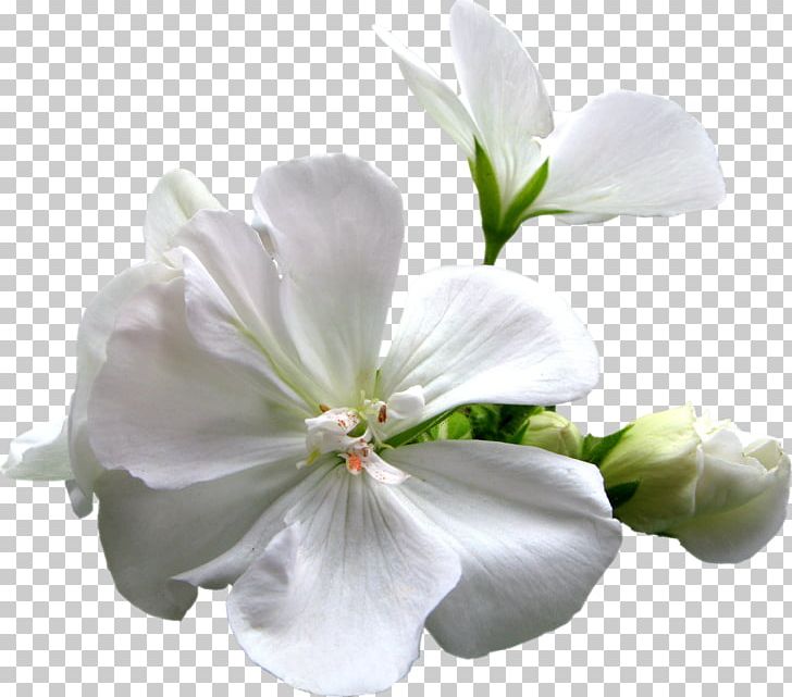 Artificial Flower Plant Vecteur PNG, Clipart, Artificial Flower, Blossom, Cut Flowers, Drawing, Flower Free PNG Download
