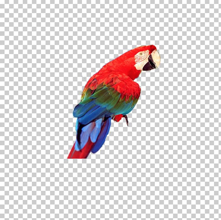 Bird True Parrot Blue-and-yellow Macaw PNG, Clipart, Animal, Animals, Beak, Bird, Blueandyellow Macaw Free PNG Download