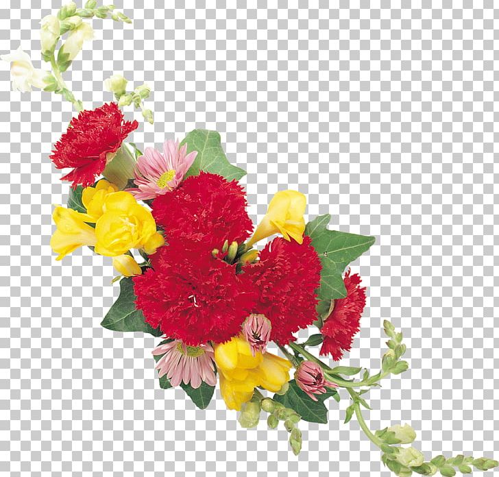 Cut Flowers Dianthus Chinensis Carnation PNG, Clipart, Annual Plant, Carnation, Chrysanths, Cut Flowers, Dianthus Chinensis Free PNG Download