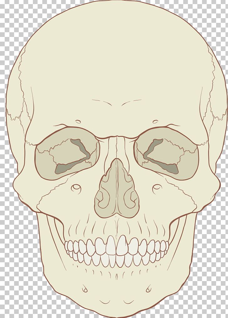 Skull Anatomy Axial Skeleton Human Skeleton Human Body PNG, Clipart, Anatomy, Atlas, Axial Skeleton, Bone, Diagram Free PNG Download