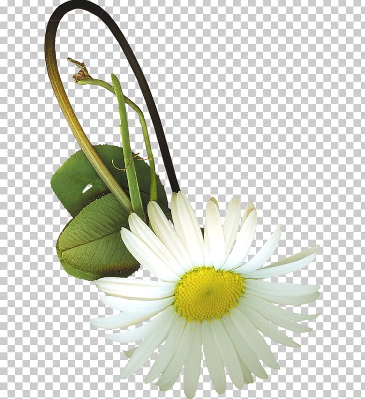 Common Daisy Chrysanthemum Indicum Flower PNG, Clipart, Cartoon, Chrysanthemum Chrysanthemum, Chrysanthemums, Daisy Family, Flower Free PNG Download